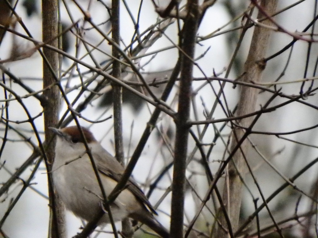 welk vogeltje is dit